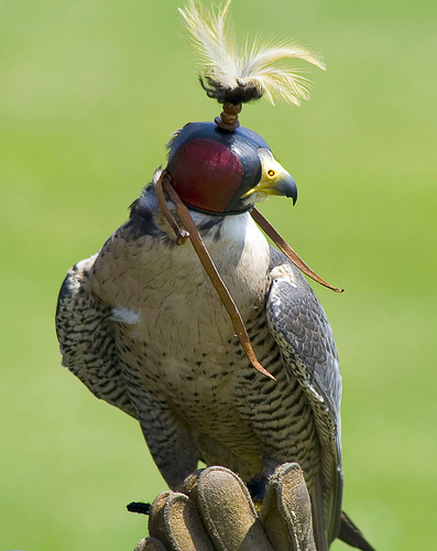 Hooded Falcon